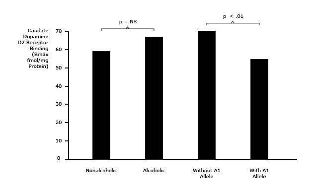 Individuals with the A1 Allele of the Dopamine Receptor Gene have Reduced Dopami