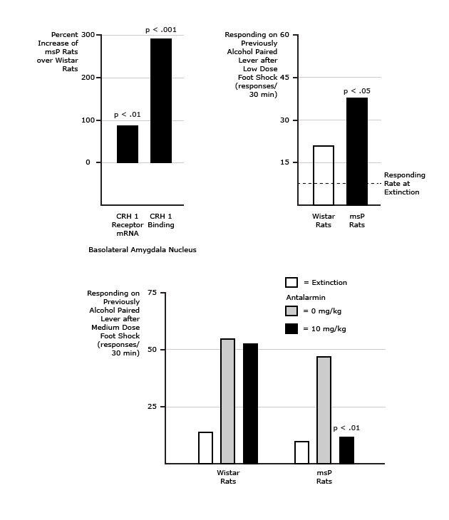 A genetic variation in the CRH 1 Receptor gene in msP alcohol preferring rats is