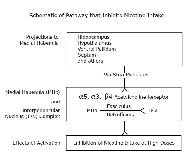 A Pathway that Inhibits Nicotine Intake