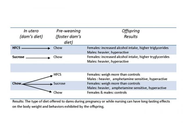 Diet During Pregnancy Effects Body Weight and Behavior