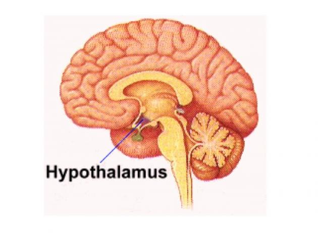 The Hypothalmus Regulates Food Intake