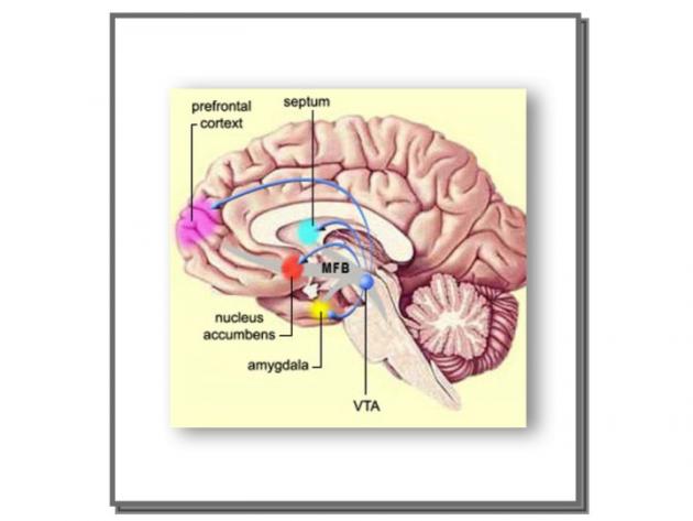 Dopamine Projections