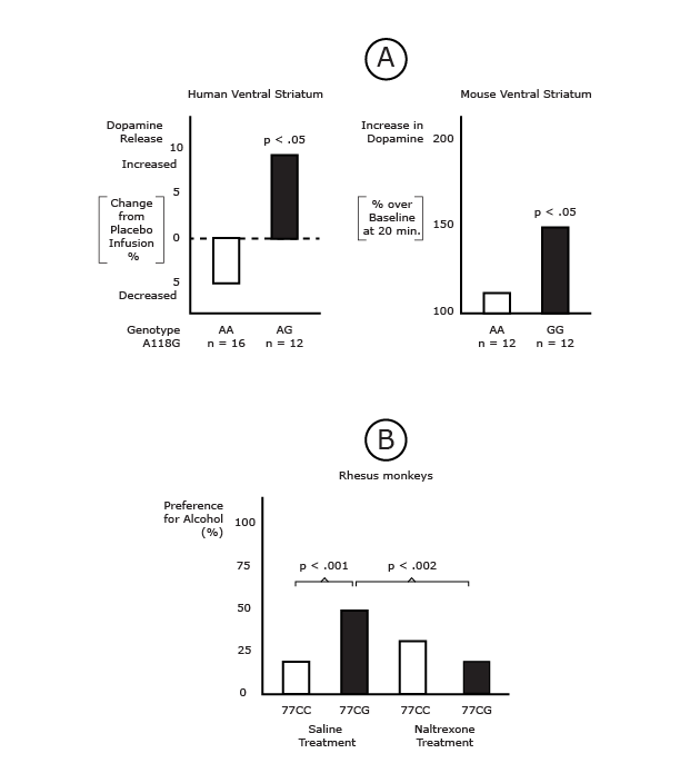 A Genetic Variant of the Mu Opioid Receptor Increases Alcohol Induced Dopamine R