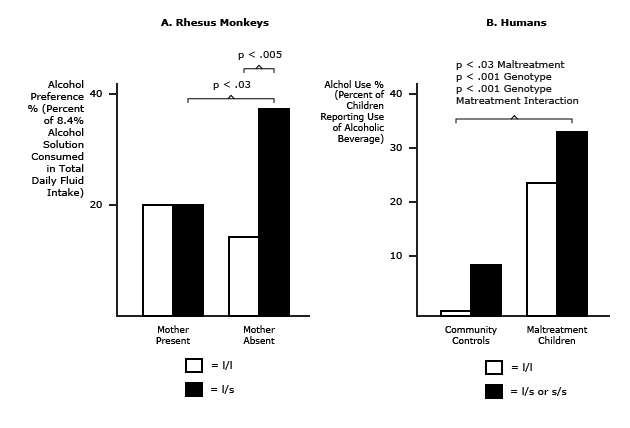 Both genetic Factors and Adverse Early Life Experience Increase Alcohol Consumpt