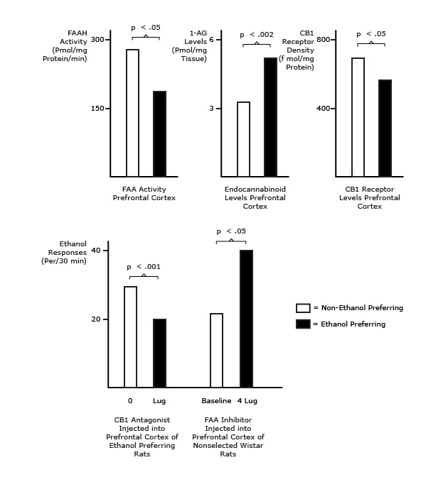 Increased Endocannabinoid Tone in Ethanol Preferring Rats