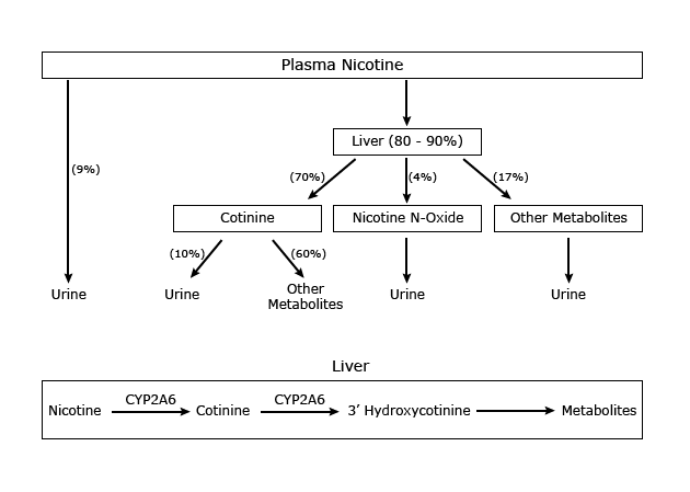 Nicotine Metabolism