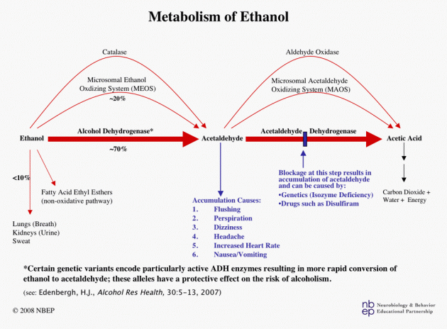 ethanol metabolism
